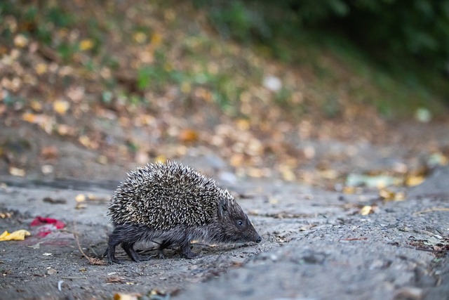 格林伍德自 格林伍德自