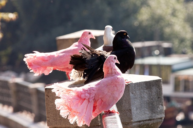 致温室倒塌 致温室倒塌